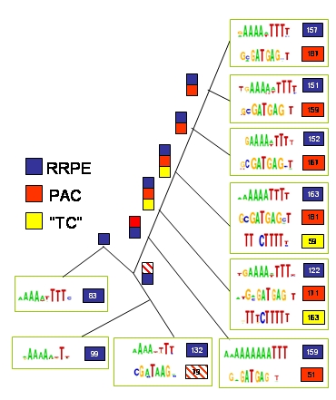 Phylogenetic cis-profile